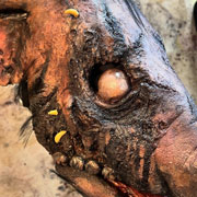 Chitlins mask