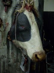 Cow Head wall prop