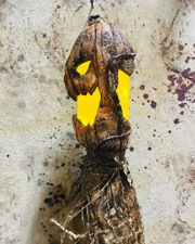 Jack-O-Lantern Swamp Stick