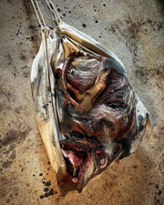 Roadkill Opossum in a Bag