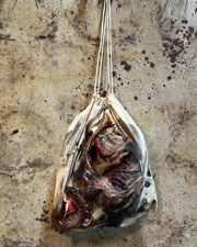 Roadkill Opossum in a Bag