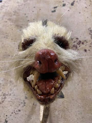 Roadkill Mask