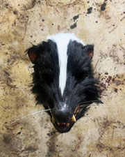 Roadkill Mask