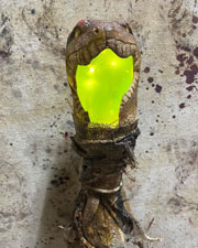 Snake Swamp Stick