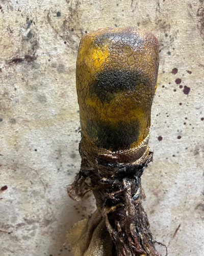 Snake Swamp Stick