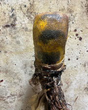 Snake Swamp Stick